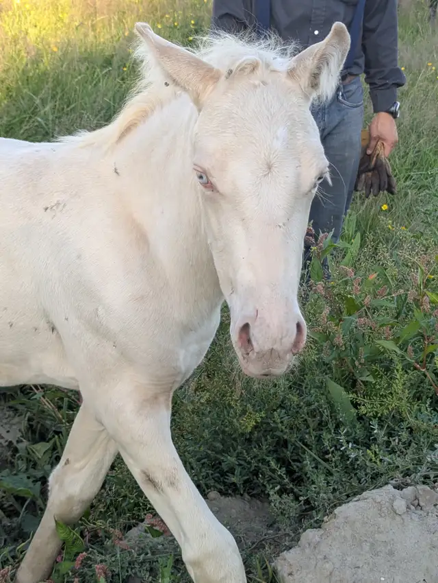 Learning Gentling horses539802913431234565