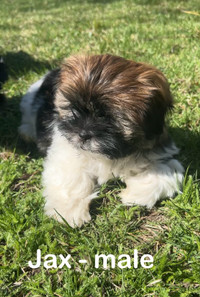 Shihtzu puppies ❤️READY FOR NEW HOME