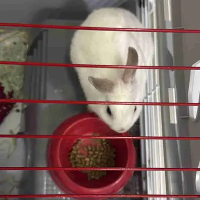 Young Bunny with cage, View more