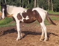 Coming 2yr old Black Tobiano Spotted Draft Filly