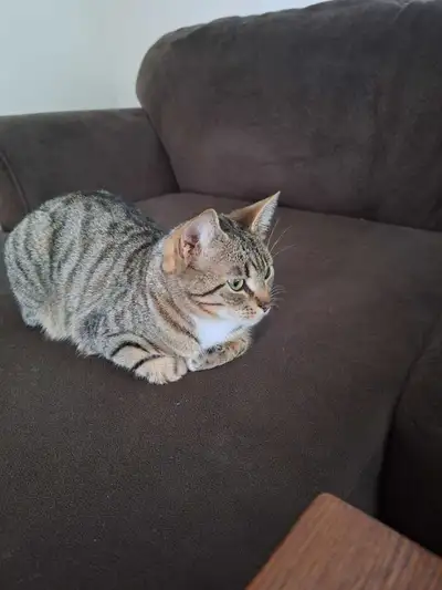 Tabby Cat, moving and can't take her with us unfortunately. 1 year old, raised with dogs great with...