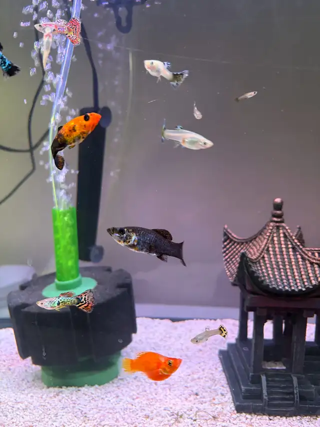 mollies and guppies  in Fish for Rehoming in Richmond - Image 8