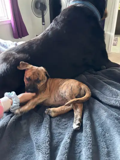 7 week old pup for sale. Female. Comes with food, crate, dishes etc everything you need for this bea...
