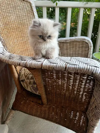 Little Himalyian & Persian Kittens Need Homr, View more