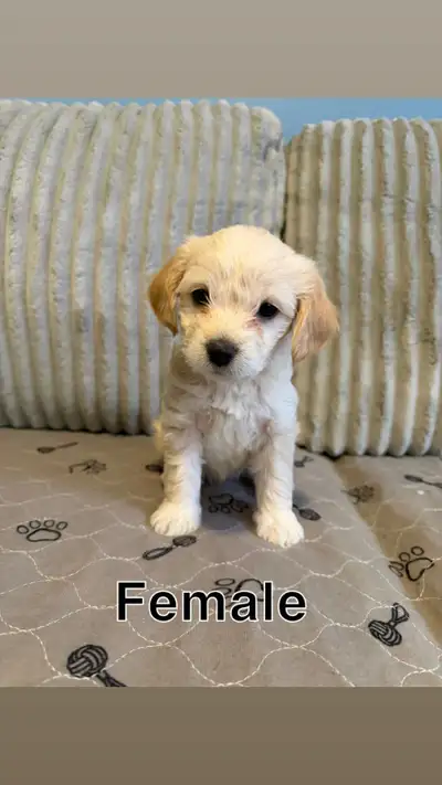 puppies for sale, View more