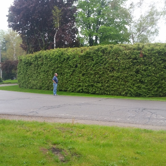 Eastern White Cedars for Hedging and Property Lines in Plants, Fertilizer & Soil in Barrie