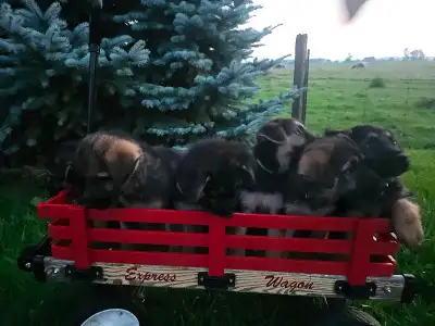 German shepherd pups, View more
