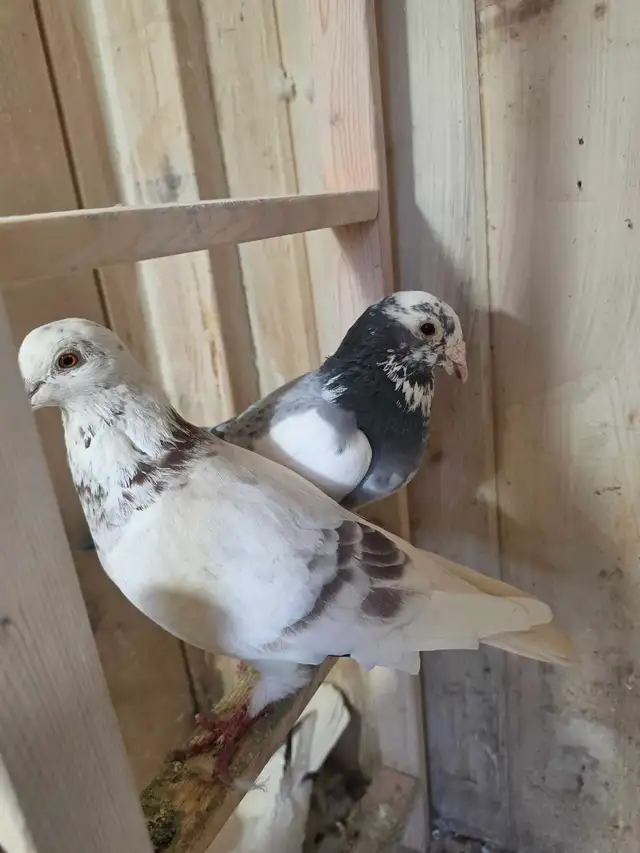 Racing pigeon | Birds for Rehoming | Markham / York Region | Free local ...