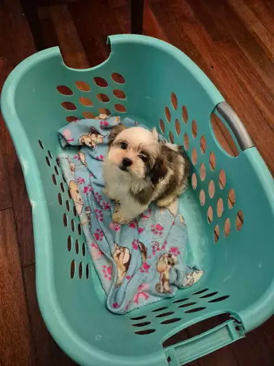 Shihtzu puppies 2 boys one girl, View more