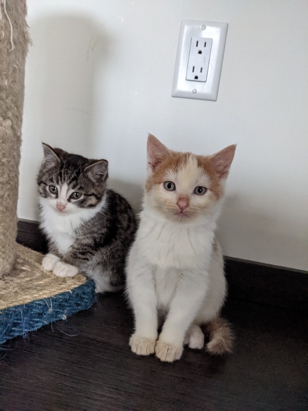 **all pending pick up" Kittens ready for their new homes Cats