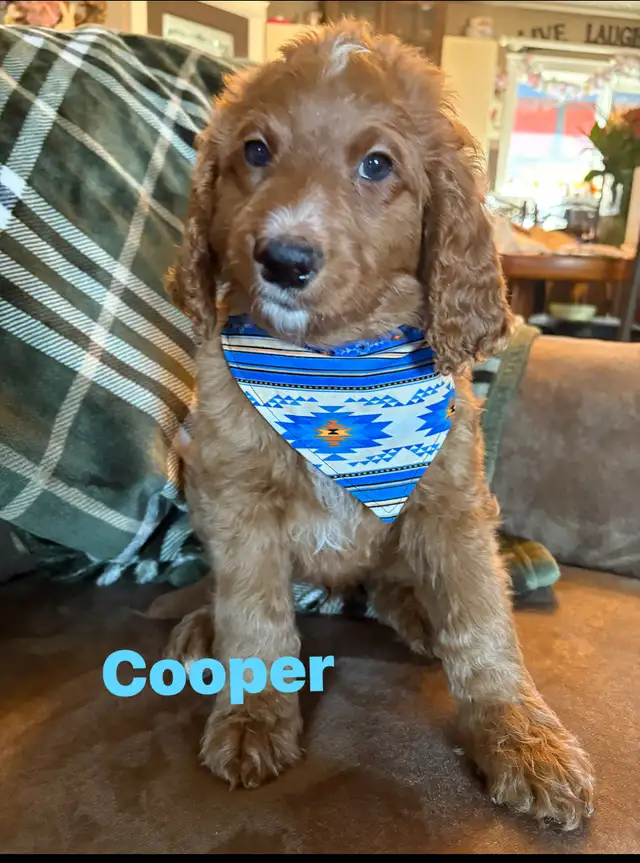 Bernadoodle in Dogs & Puppies for Rehoming in Edmonton - Image 7