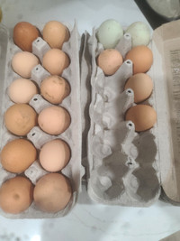 Hatching Duck Eggs.