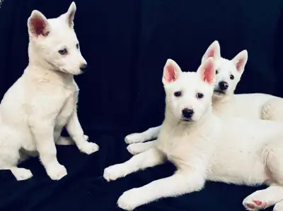 Female White Husky Puppies, View more