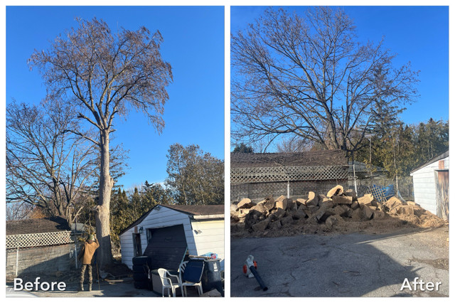 Affordable Tree Services - Gold Standard Tree Services in Lawn, Tree Maintenance & Eavestrough in Oshawa / Durham Region - Image 4