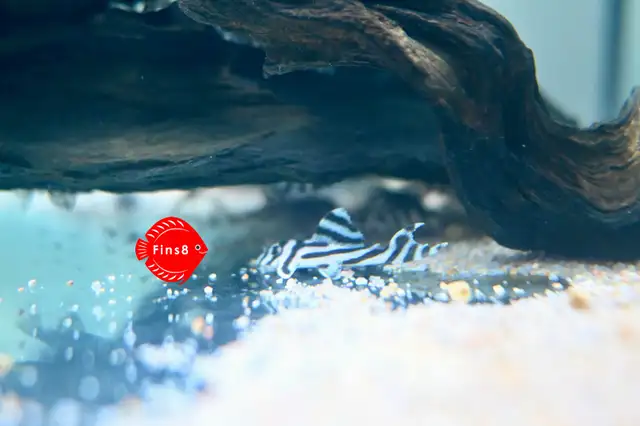 Super white pleco L236 SW,  Zebra Pleco L46, and L471 in Fish for Rehoming in Hamilton - Image 3