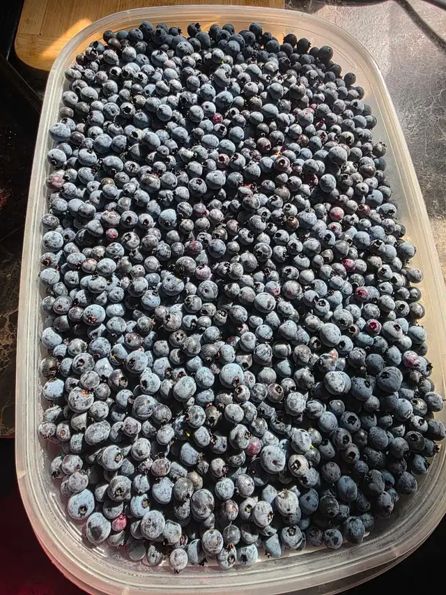 blueberries for sale 