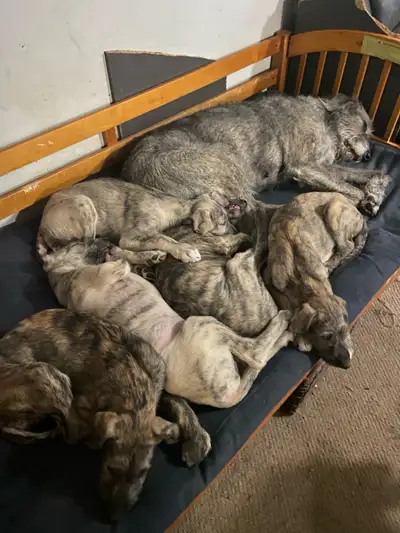 Irish Wolfhound puppies for sale, View more