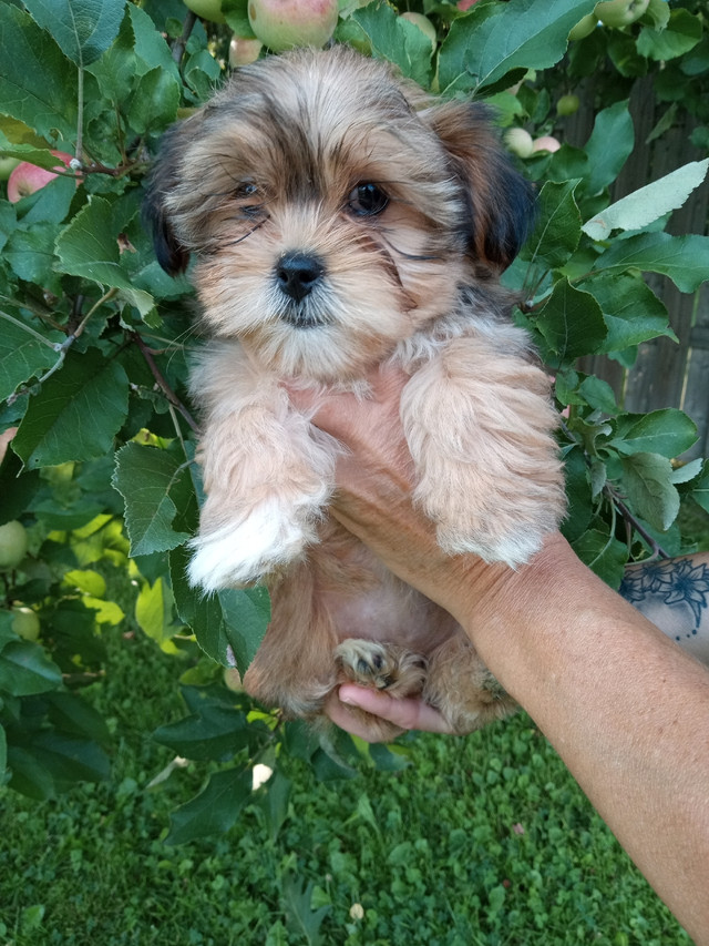 Shorkie puppies Dogs & Puppies for Rehoming Sudbury Kijiji