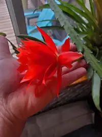 Red orchid cactus cuttings (not Christmas cactus)