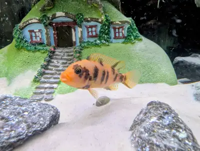 Adult Female OB Peacock Cichlid, View more