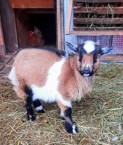 Nigerian Dwarf Buckling, View more