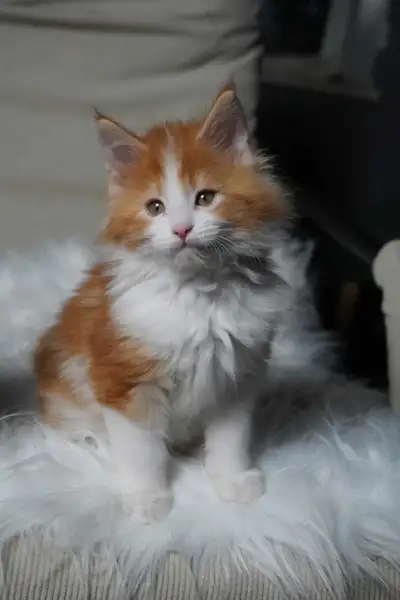 Maine Coon kittens, View more