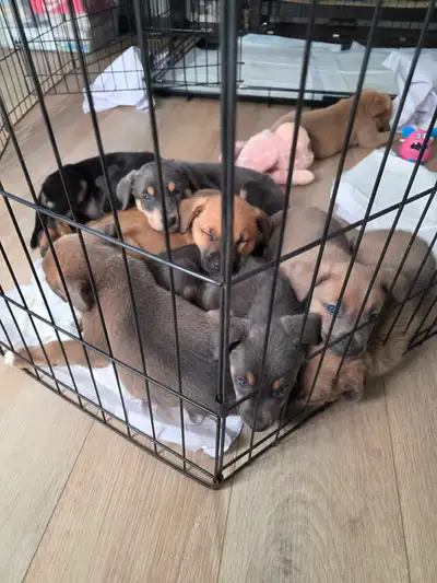 Puppies for Sale, View more