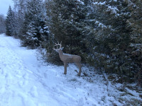Deer archery target or decoy
