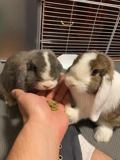 two female rabbits for sale, View more