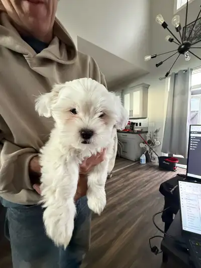 Shitzu/ Maltese- MALES, View more
