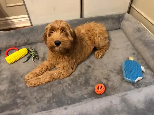 Cute cockapoo puppy in Dogs & Puppies for Rehoming in Kitchener / Waterloo - Image 3