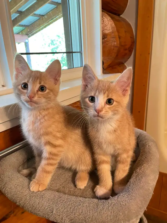 Two male kittens