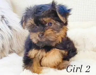 Tiny Mini Yorkie Puppies with a touch of Mini Pug!, View more
