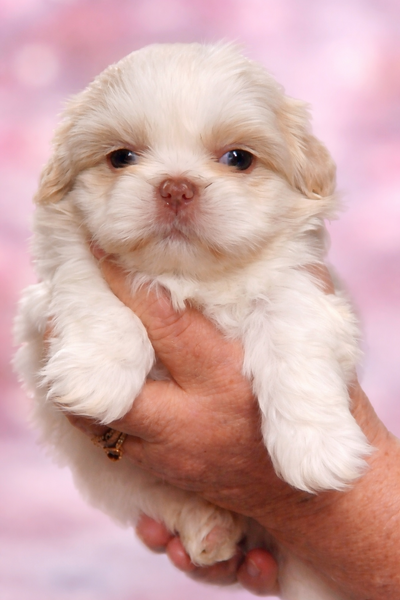 Male hazel eyed shih tzu HOUSE TRAINED/ready to go!, View more