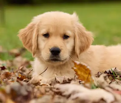 Purebred CKC Registered Golden Retriever Puppies, View more
