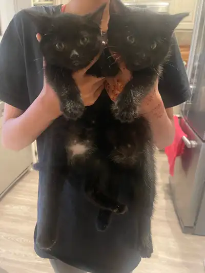 Very cuddly kittens Made for each other . I would prefer someone who can take them both . 8 weeks No...