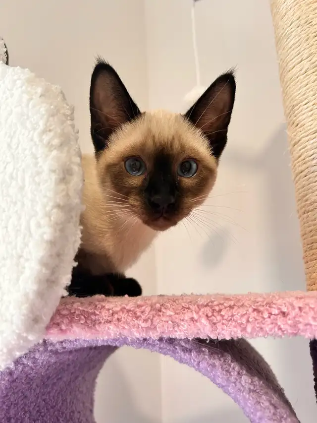 Mâle Siamois pour ‘ collaboration ‘ avec votre femelle