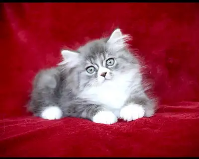 Lovely Kittens For Adoption, View more