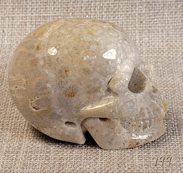 Crâne Skullis 1½" Nipomo coral fossil skull. dans Décoration intérieure et accessoires  à Laval/Rive Nord - Image 3