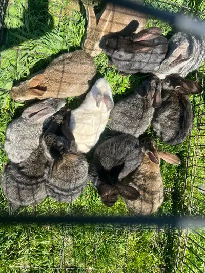 Flemish giant babies , View more