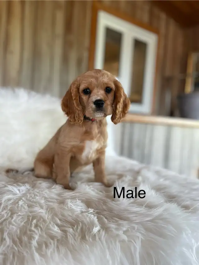 cavalier King Charles spaniel in Dogs & Puppies for Rehoming in London - Image 4