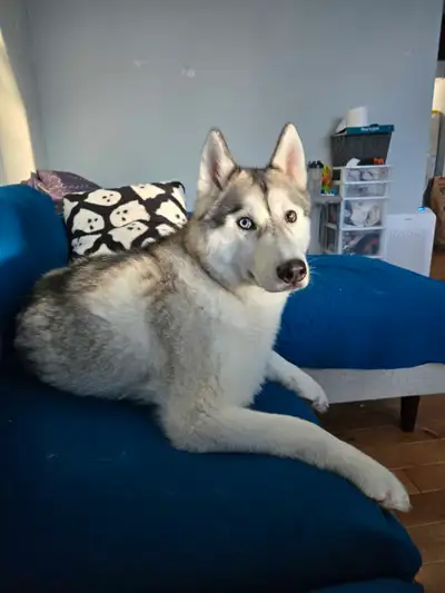 Meet Mulder – A Beautiful, Energetic Husky Looking for the Right Home Mulder is a 3-year-old purebre...