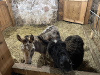 Mini donkey pair