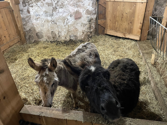 Mini donkey pair in Horses & Ponies for Rehoming in Owen Sound