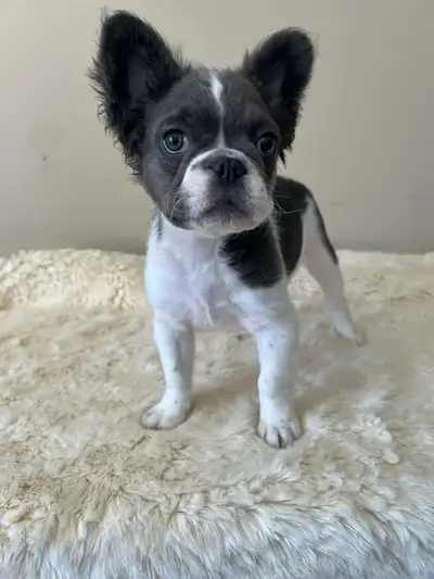Blue pied fluffy French bulldog, View more