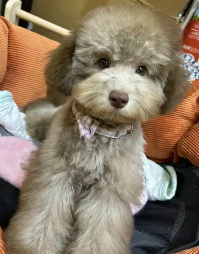 Small Female Mini Poodle, View more