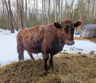 calves and steer for sale , View more