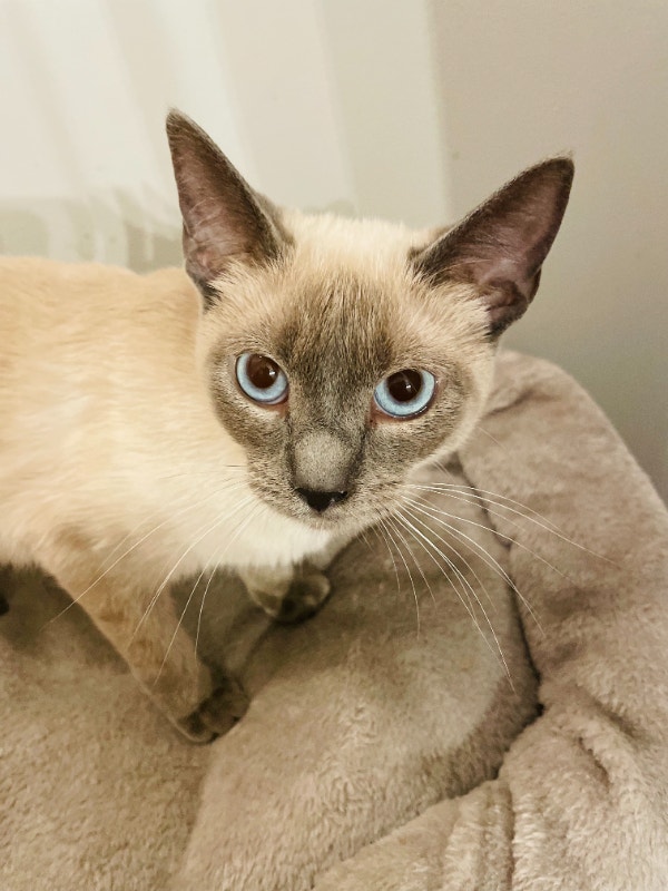 Siamese blue point kittens rehome | Cats & Kittens for Rehoming