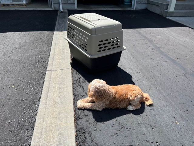 Dog/Pet Kennel, original price $400 in Accessories in Kingston - Image 4