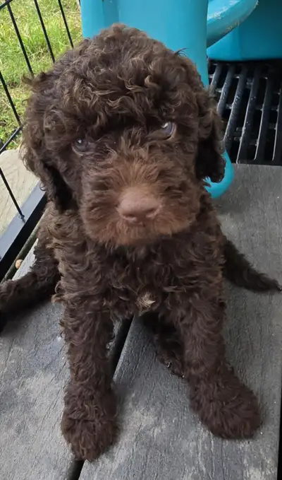 Golden Doodle Puppies! 7 Year Health Warranty, View more